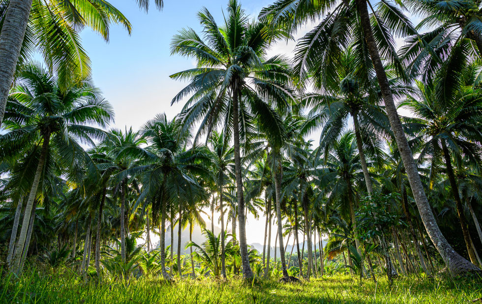 தெங்கு பயிர்ச்செய்கை பாதிப்பு