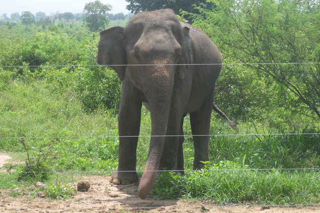 யானை வேலிகளை அமைக்கும் பணி 80 வீதமளவில் நிறைவடைந்துள்ளது !