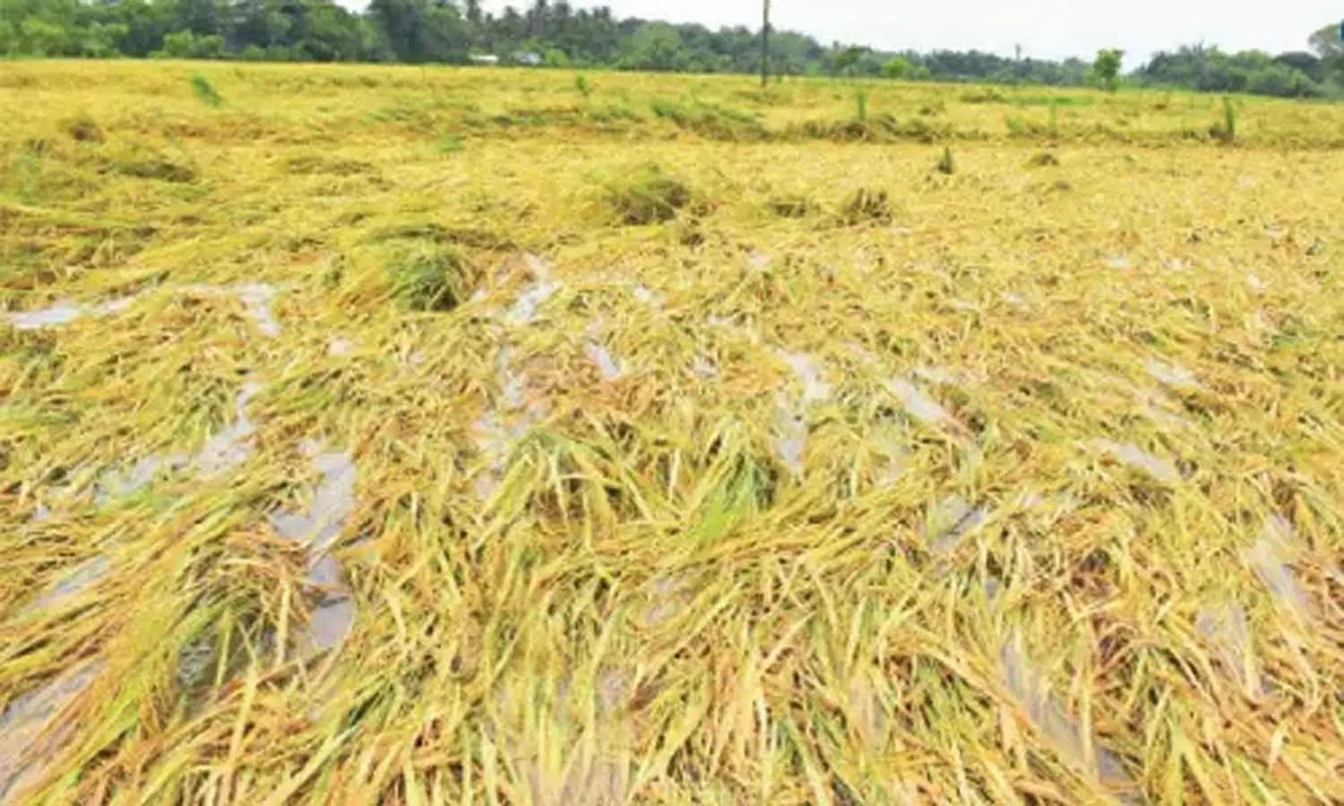 வெள்ளத்தினால் பாதிக்கப்பட்ட விவசாயிகளுக்கு இழப்பீடு