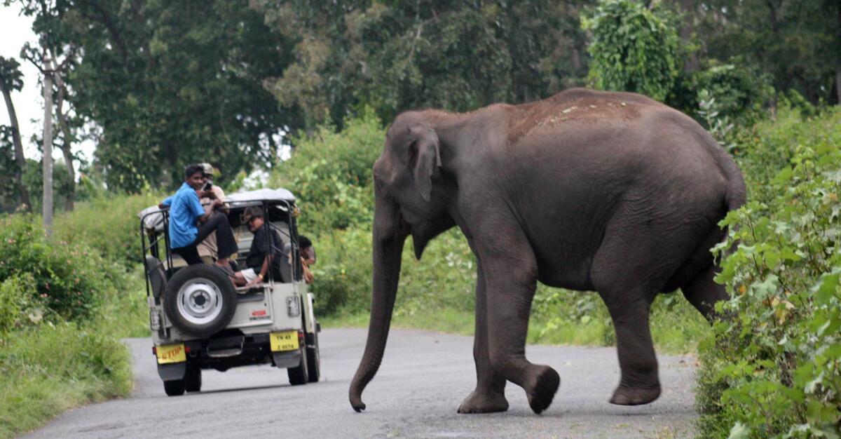 மனித-யானை மோதலை கட்டுப்படுத்த டிஜிட்டல் தொழில்நுட்பத்தை பயன்படுத்த நடவடிக்கை