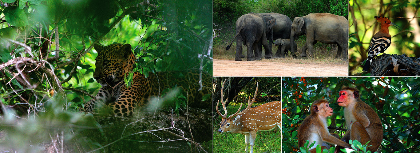 வன உயிரினங்கள் பற்றிய தேசிய கணக்கெடுப்பு நாளை