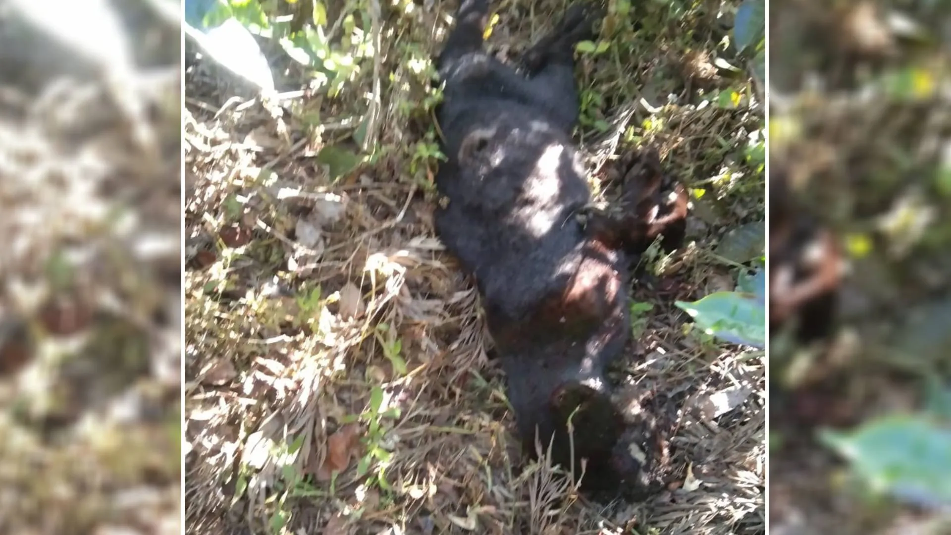 இறந்த நிலையில் கருஞ்சிறுத்தை மீட்பு