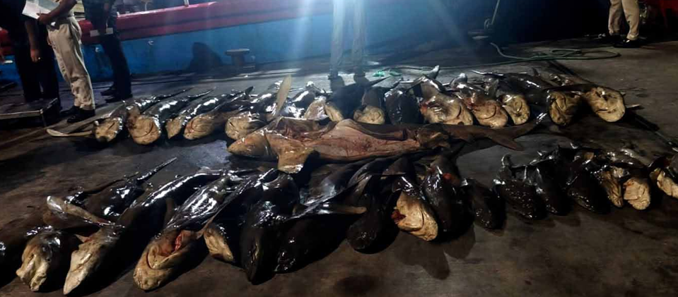 876 கிலோவுக்கும் அதிகமான சுறா மீன்களுடன் ஏழு பேர் கைது