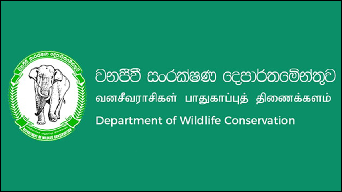 இந்த ஆண்டு இதுவரை 44 காட்டு யானைகள் உயிரிழப்பு