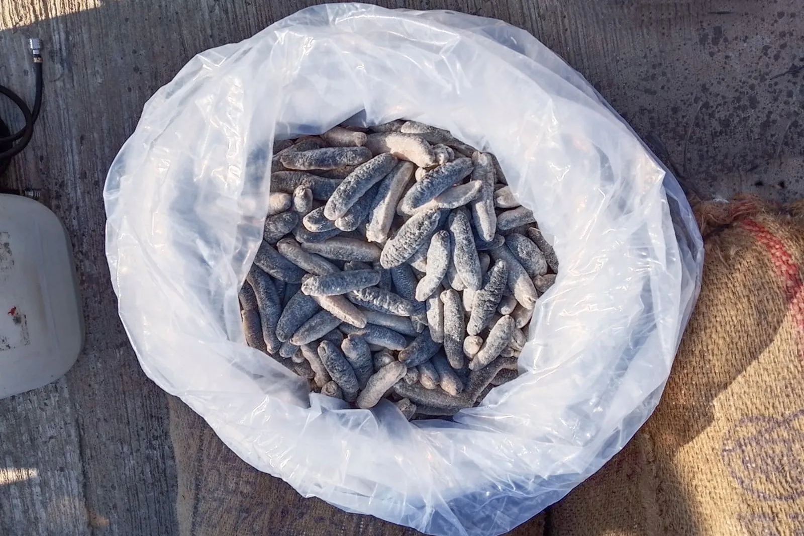  கடல் அட்டைகளுடன் சந்தேக நபர் கைது