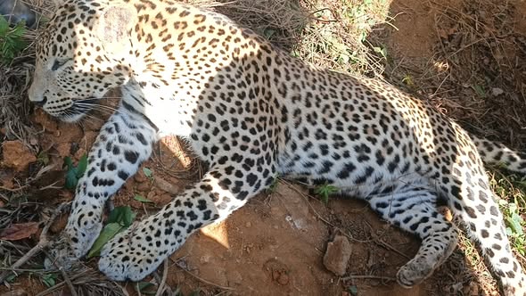 பொகவந்தலாவயில் பன்றிக்கு விரிக்கப்பட்ட கம்பிவலையில்சிக்கி உயிரிழந்த சிறுத்தை