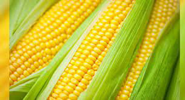 இறக்குமதி செய்யப்படும் சோளத்திற்கான பண்ட வரி உயர்வு
