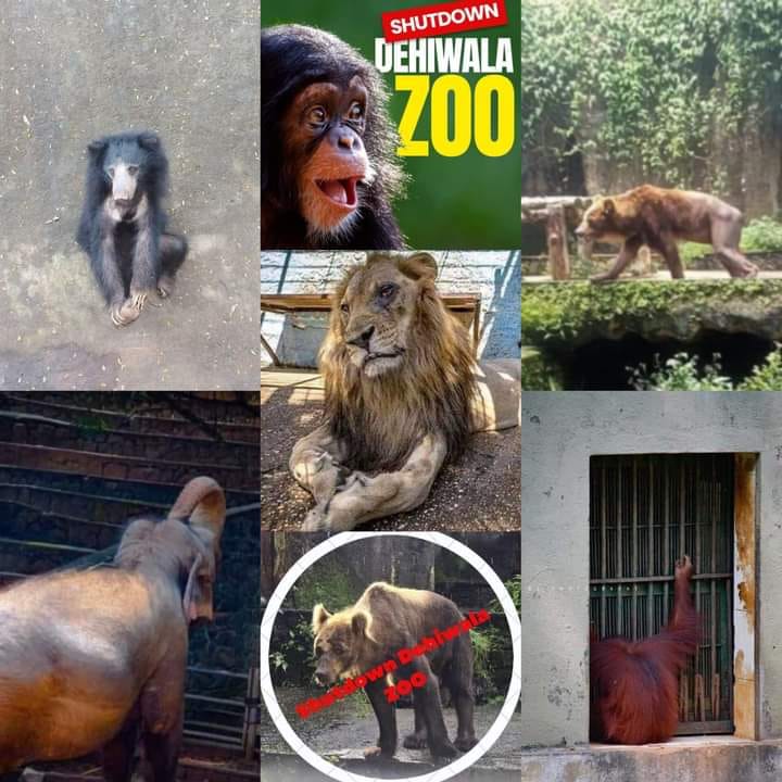 “Shutdown Dehiwala Zoo”: விலங்குகளின் புகைப்படங்கள் உண்மையானதா ?