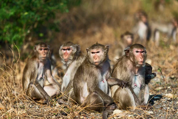 பாலியல் வன்கொடுமையில் இருந்து சிறுமியை காப்பாற்றிய குரங்கு கூட்டம