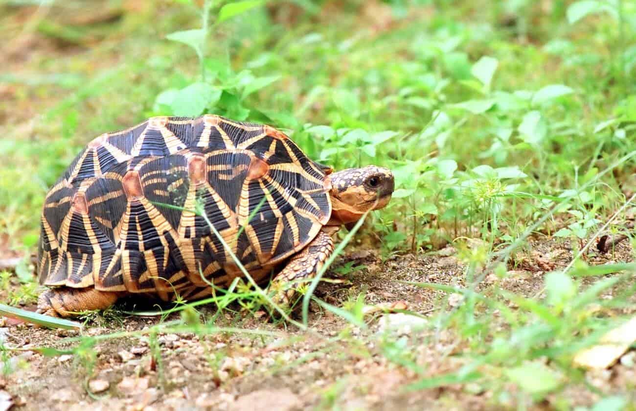 ஆமையை இறைச்சிக்காக வைத்திருந்த நபருக்கு அபராதம்