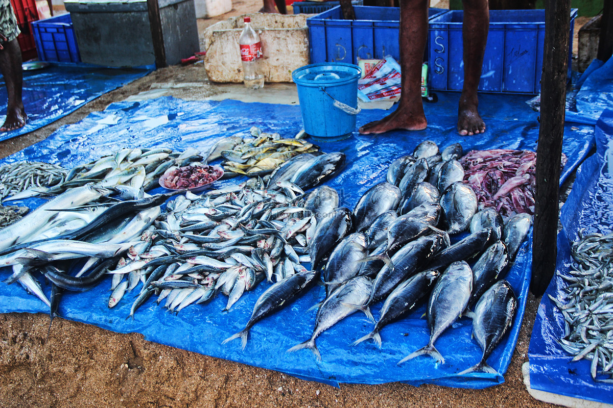 மீன்களின் விலை அதிகரிப்பு