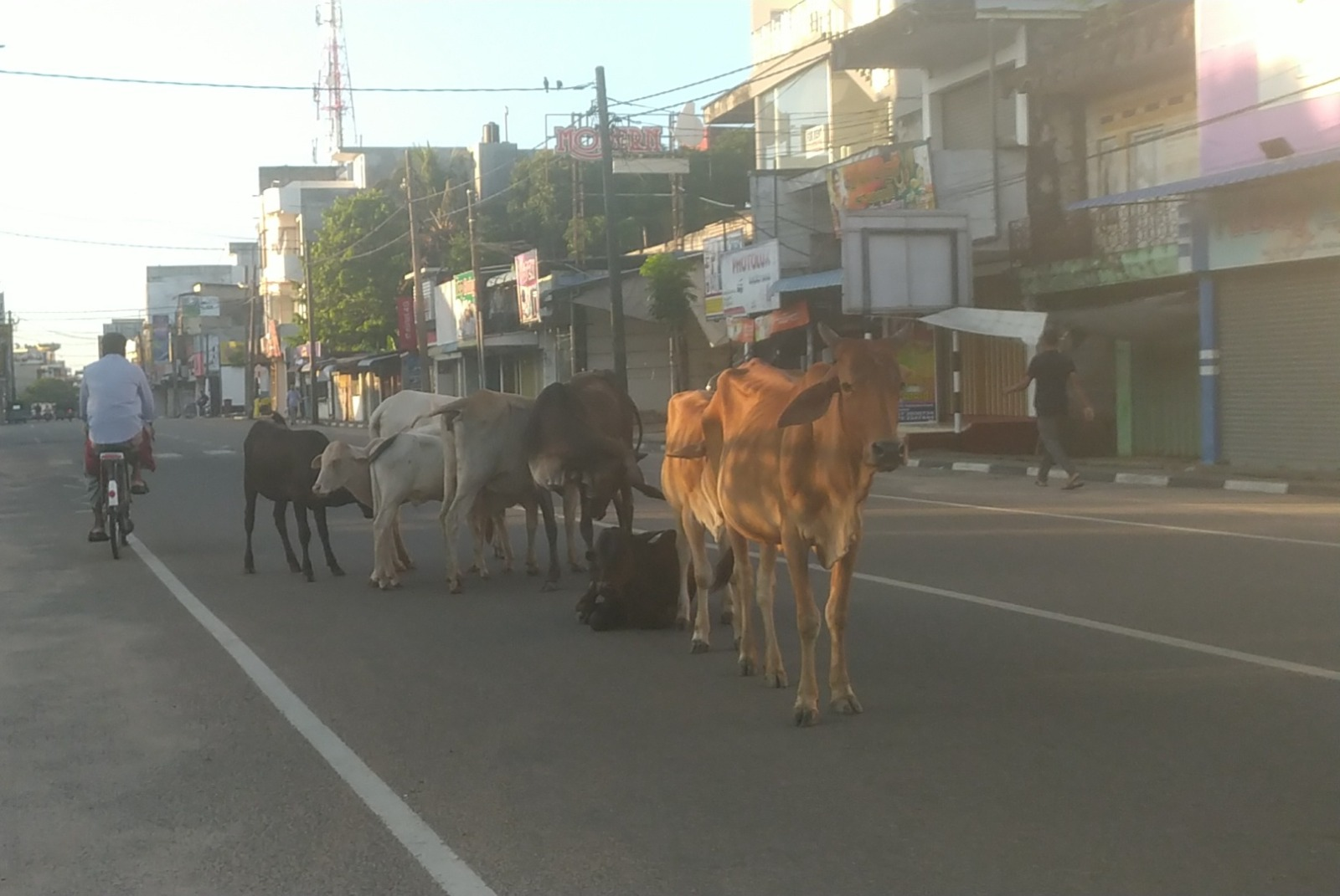 அம்பாறையில் கட்டாக்காலி மாடுகள், நாய்களினால் போக்குவரத்துக்கு பாதிப்பு