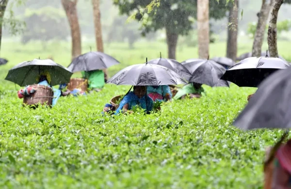 தோட்டத் தொழிலாளர்களுக்கு குடை வழங்க தீர்மானம்