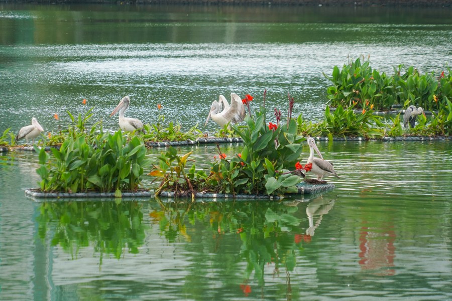 பேர வாவியில் விலங்கினங்கள் இறந்ததற்கு பக்டீரியா தொற்றே காரணம்